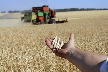 Минсельхоз введет государственный контроль качества зерна